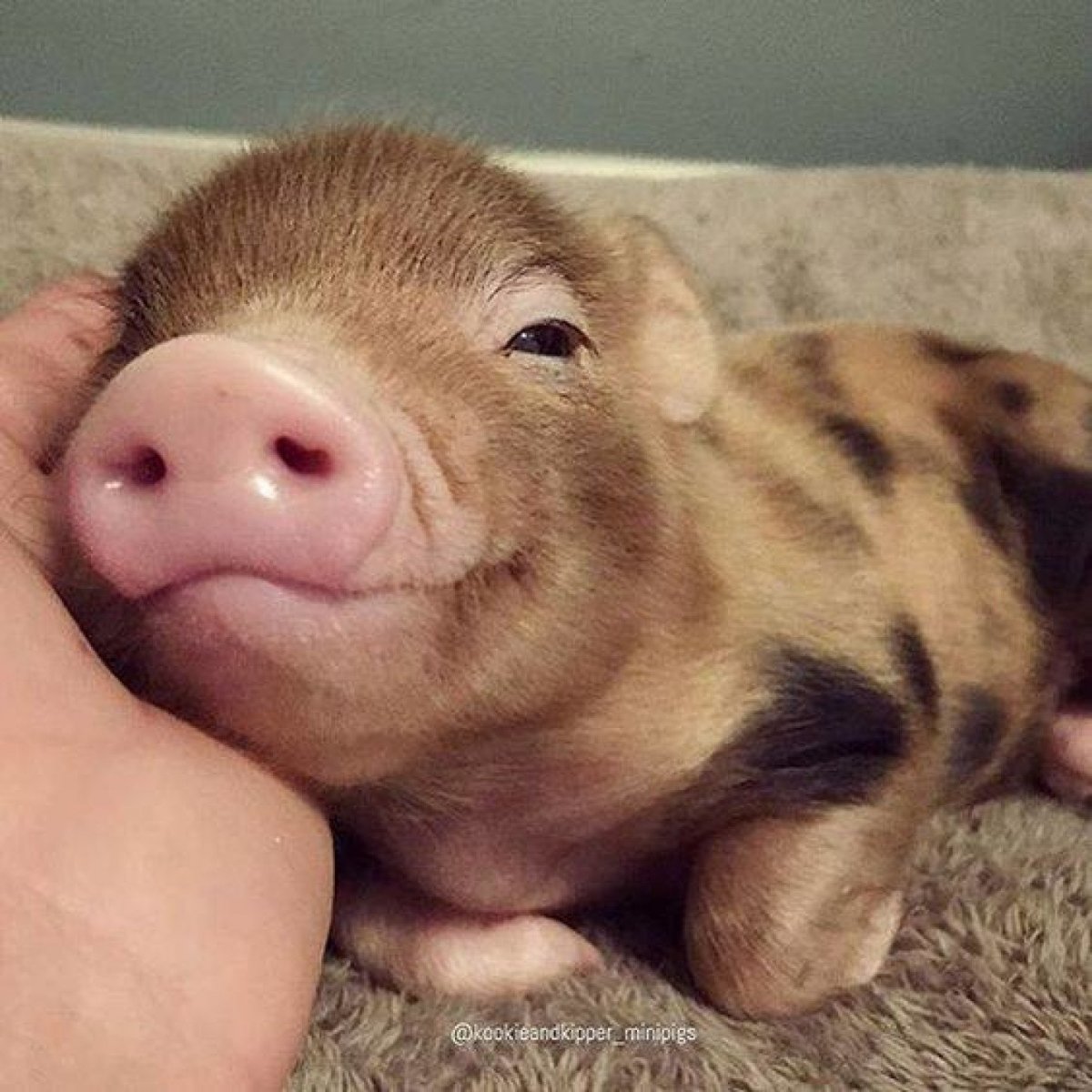 Минипиг малыш