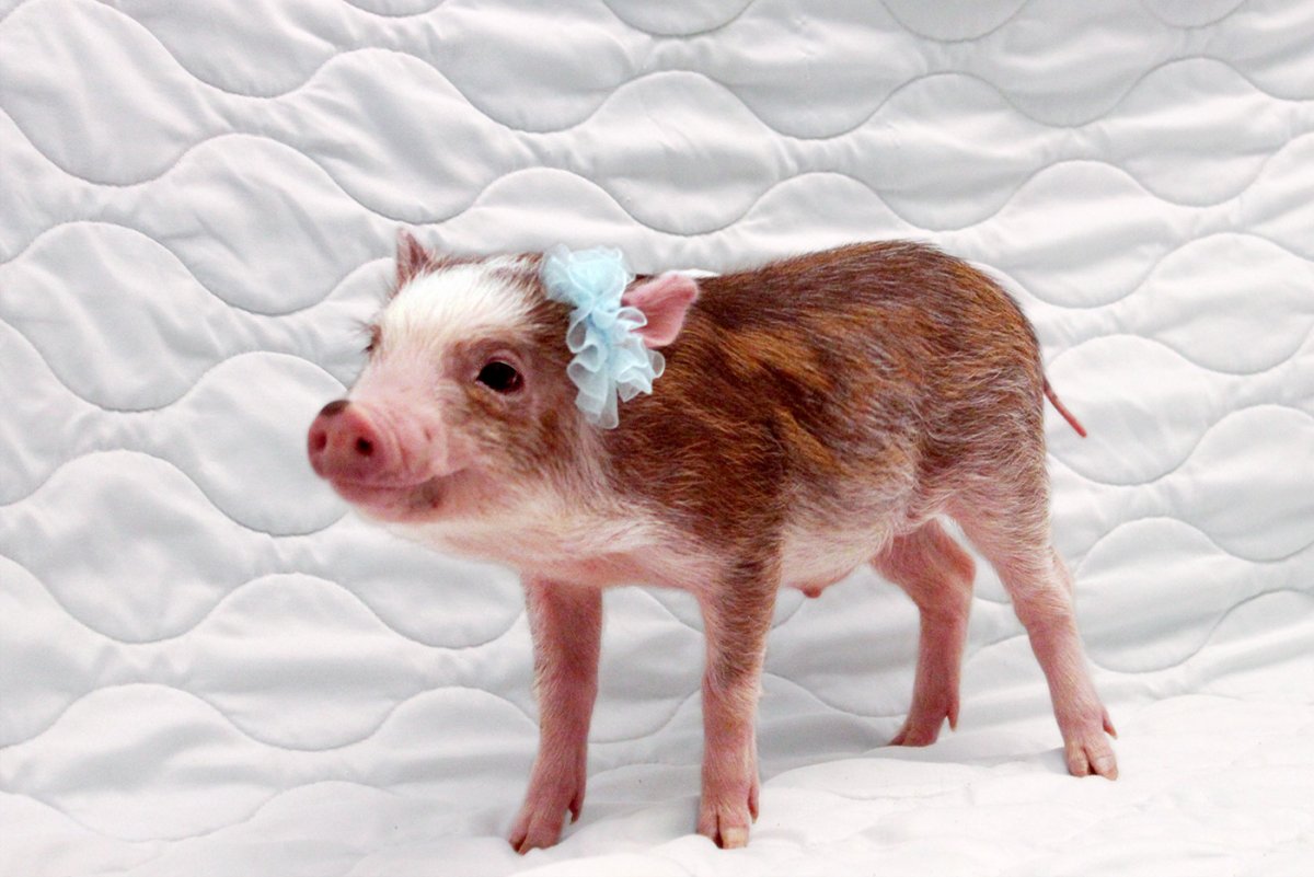 Мини Пиги с пятнышками