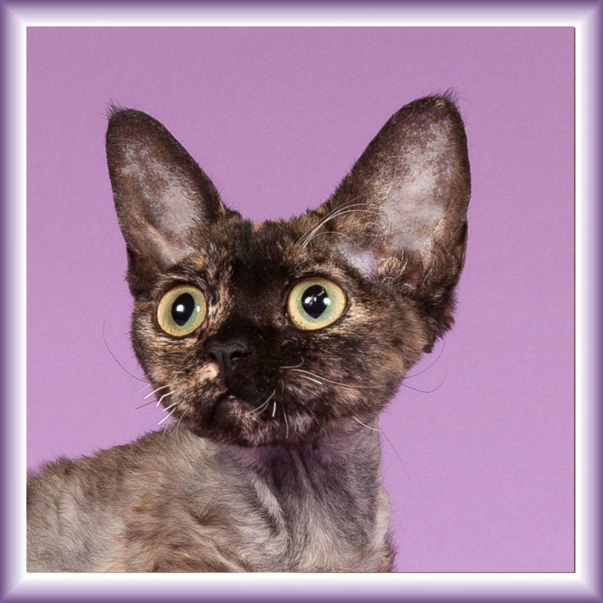 Те Бон рекс кошка черный