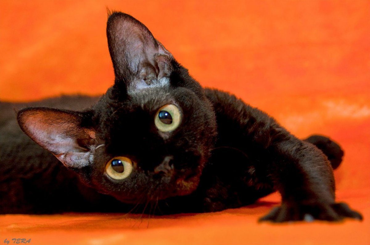 Порода Девон рекс