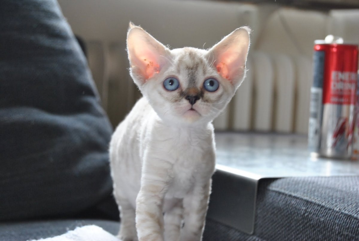 Девон рекс биколор