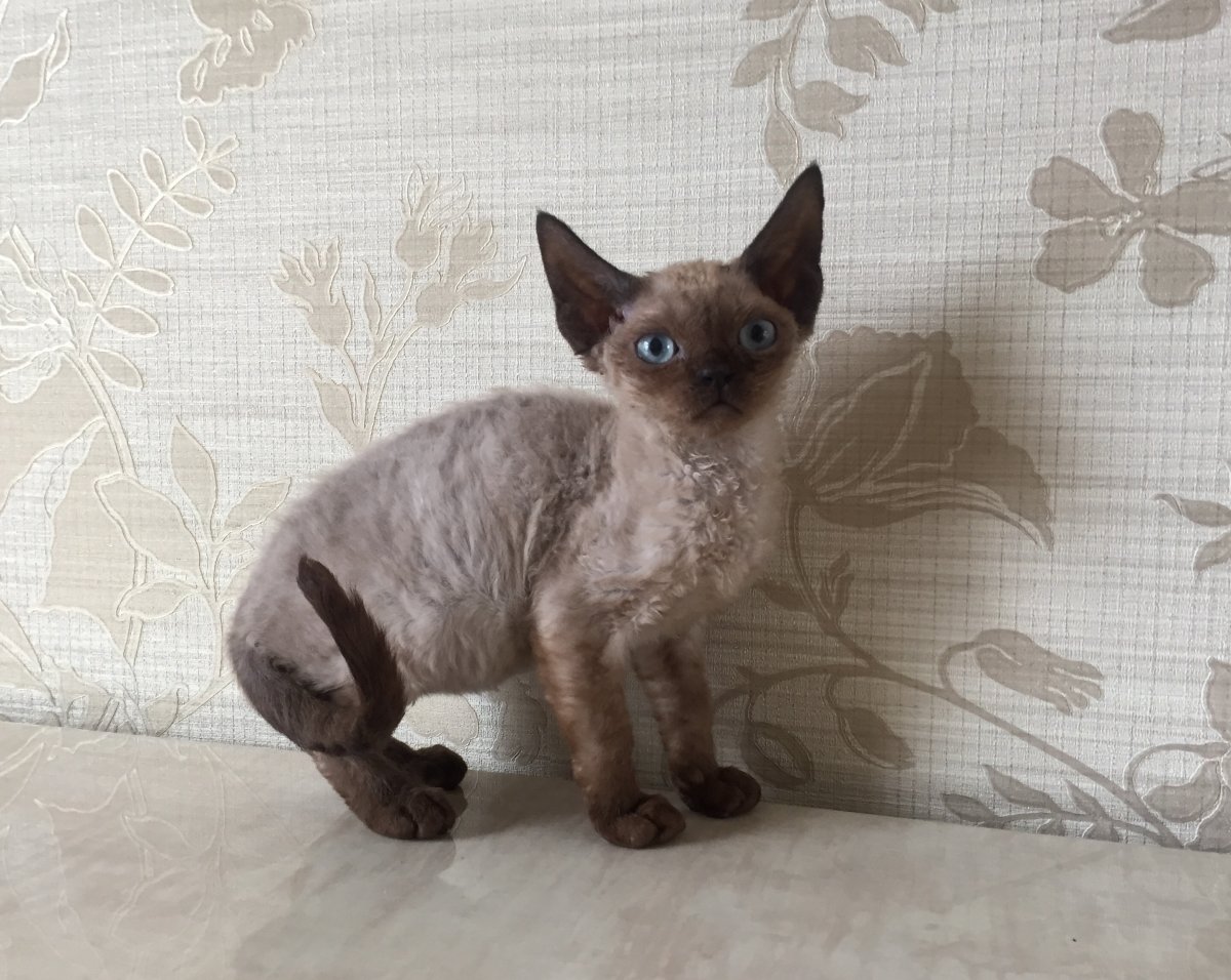 Девон рекс в профиль