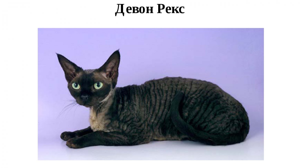 Девон рекс вислоухий