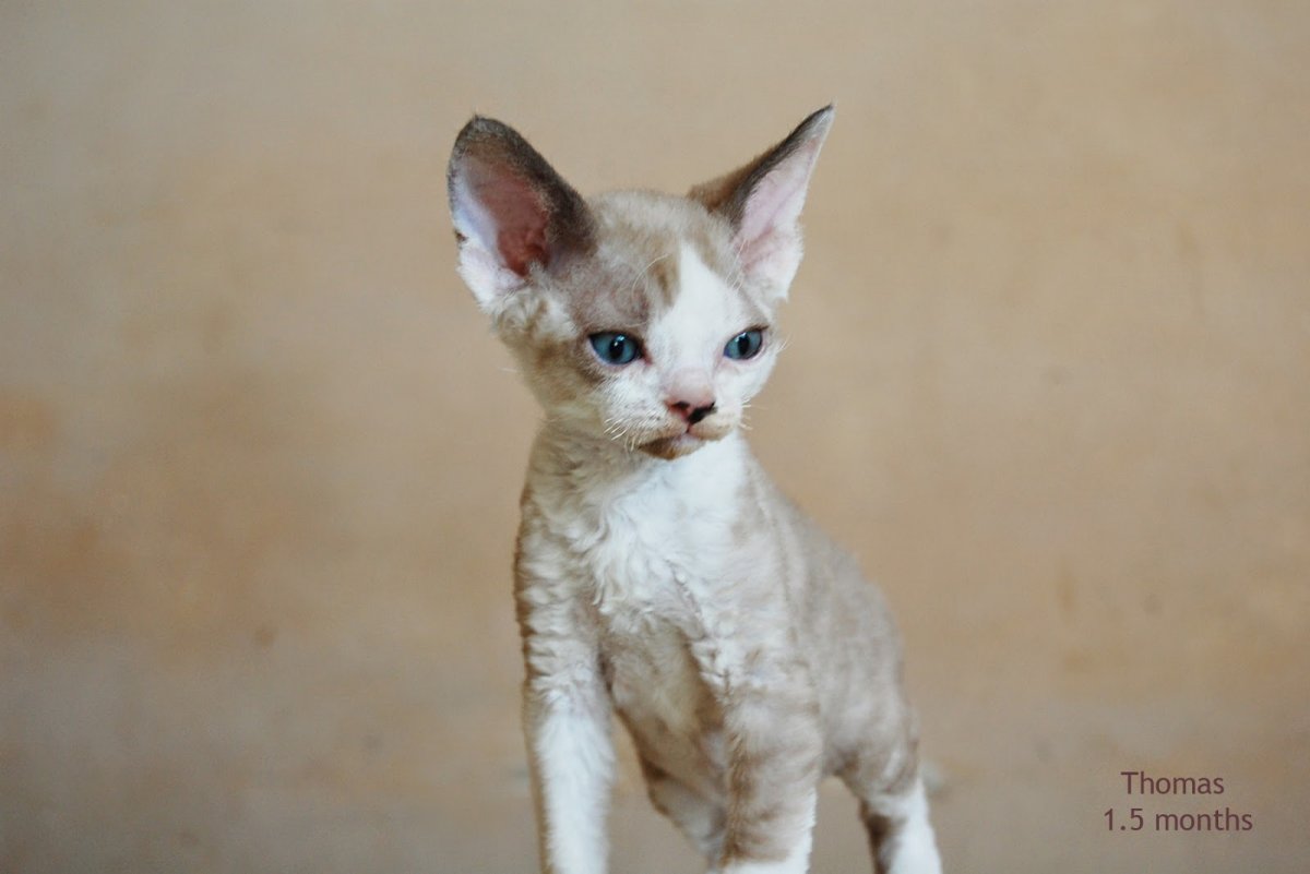 Девон рекс черный