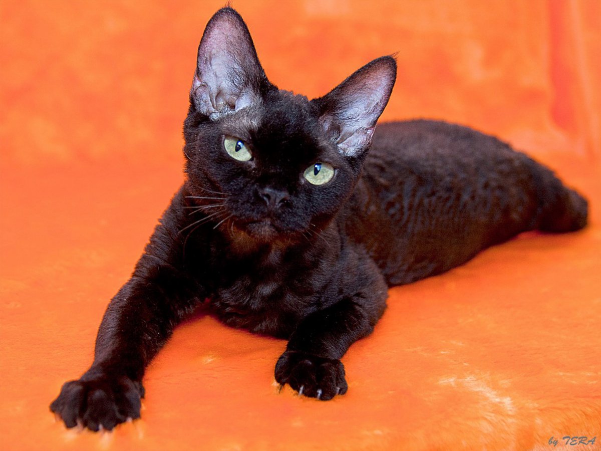 Кот породы Девон рекс