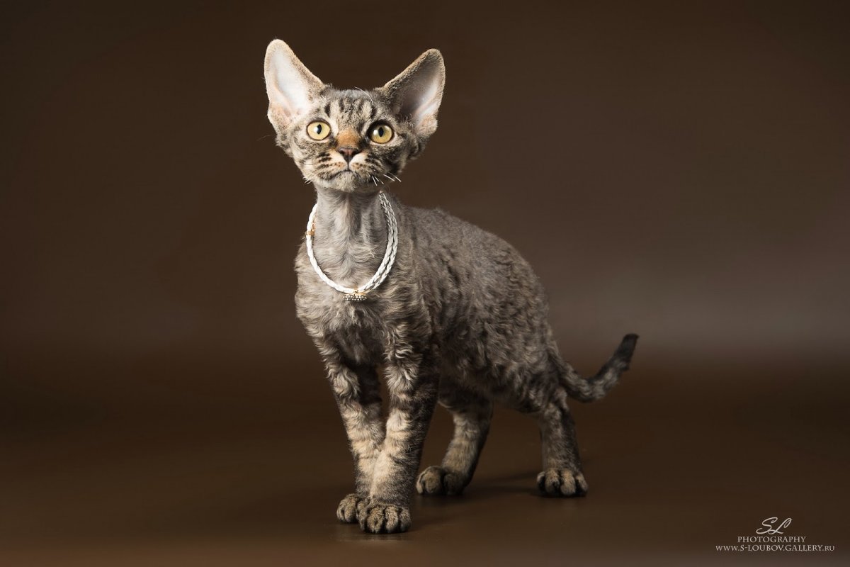 Девон рекс кошка черная