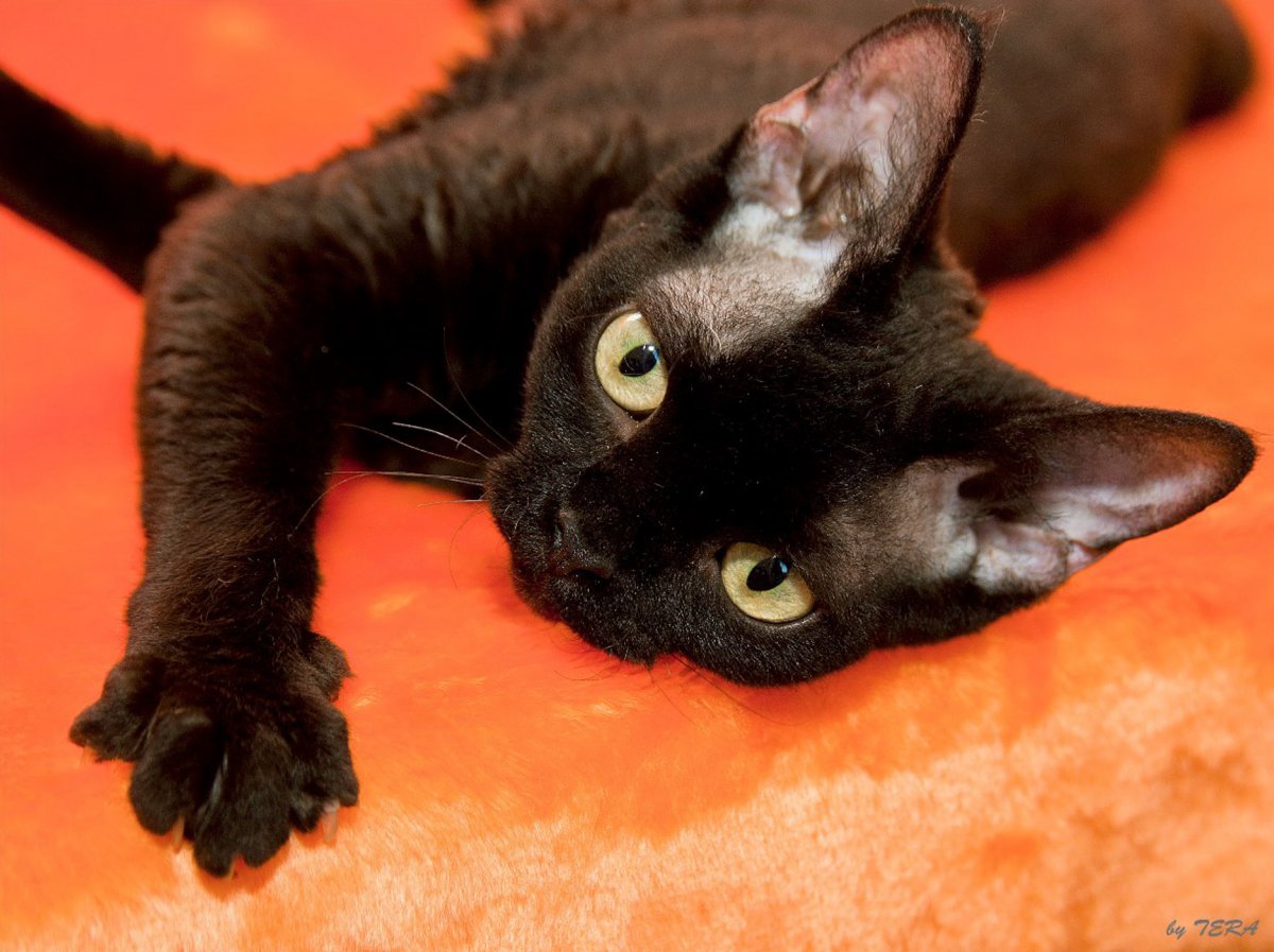 Кот породы Девон рекс