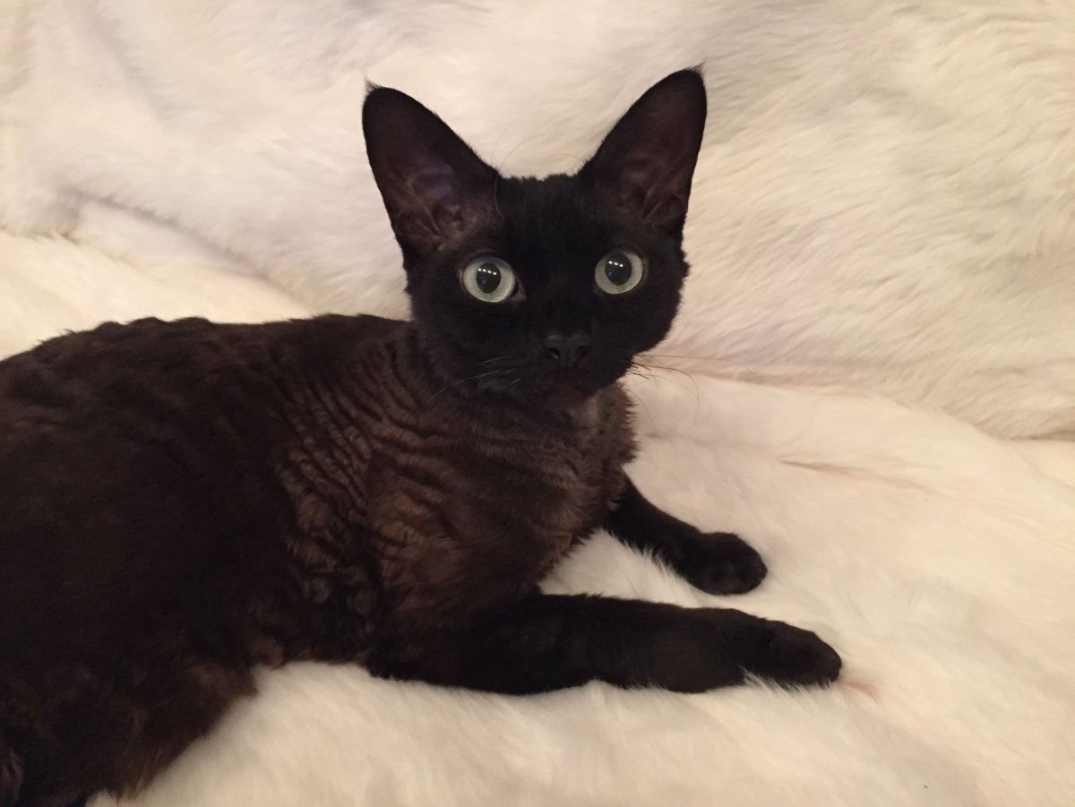 Девон рекс черный