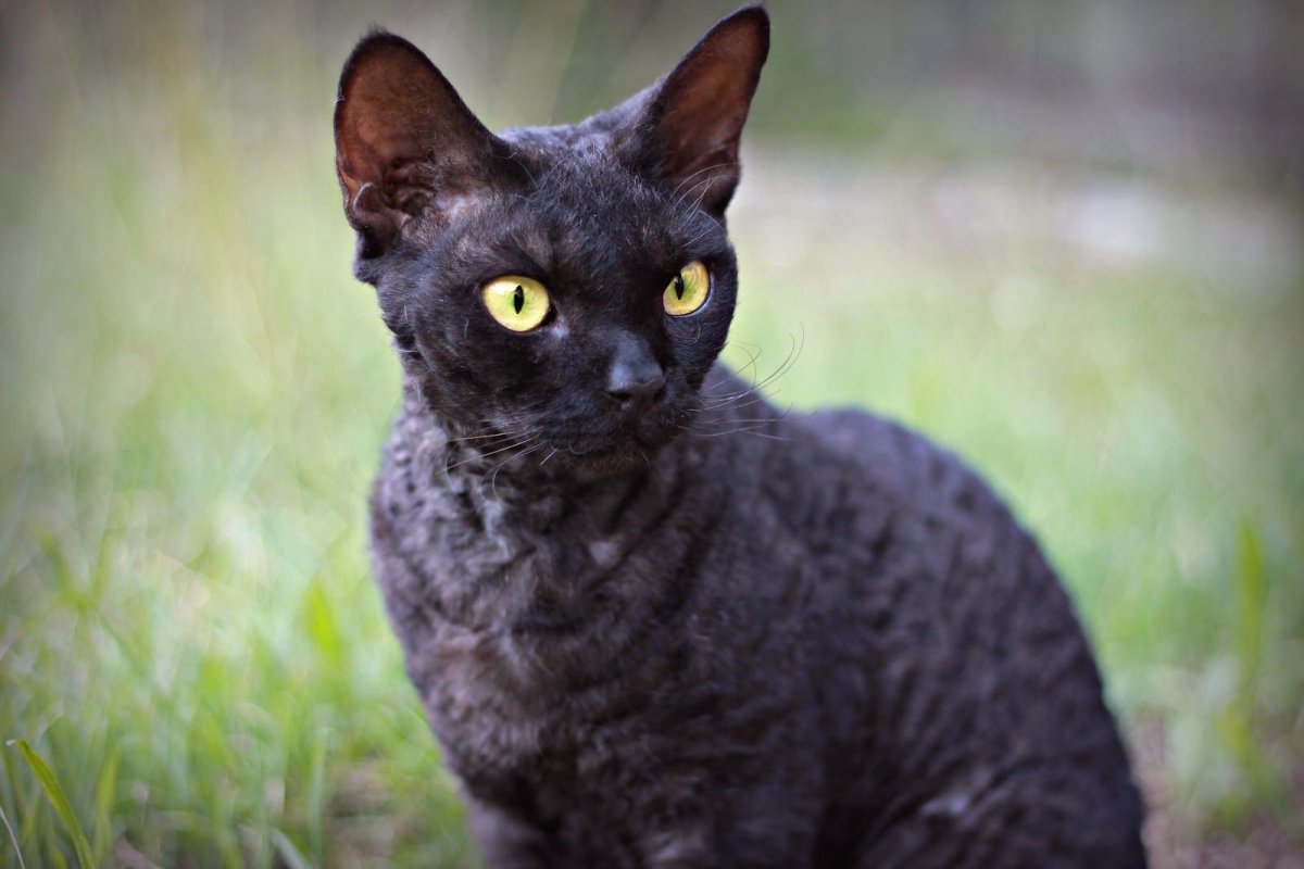 Девон рекс кошка черная