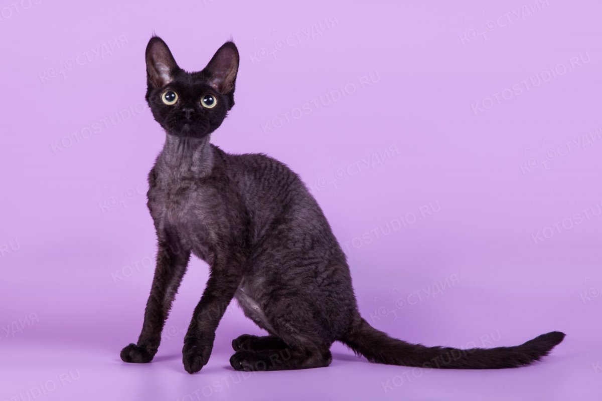 Девон рекс кошка черная