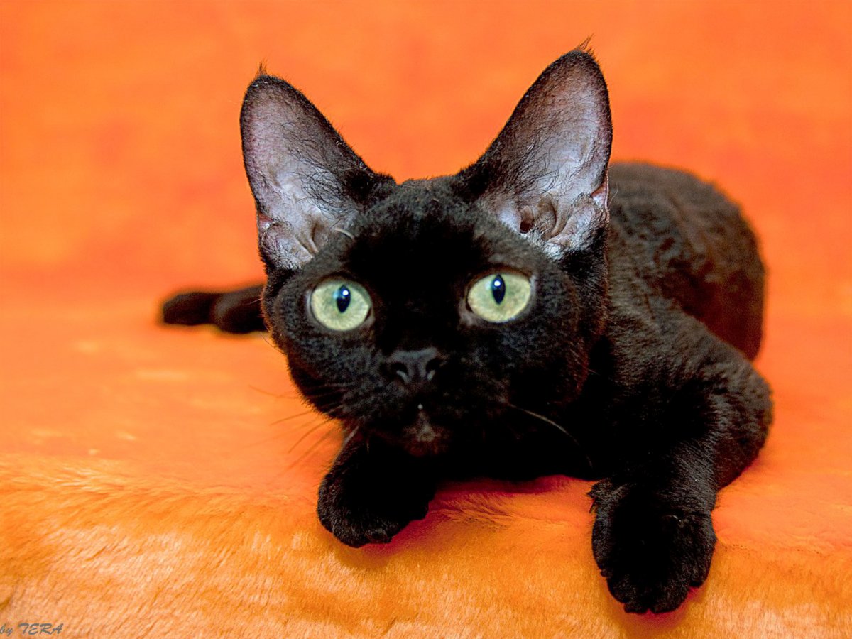 Девон рекс черный