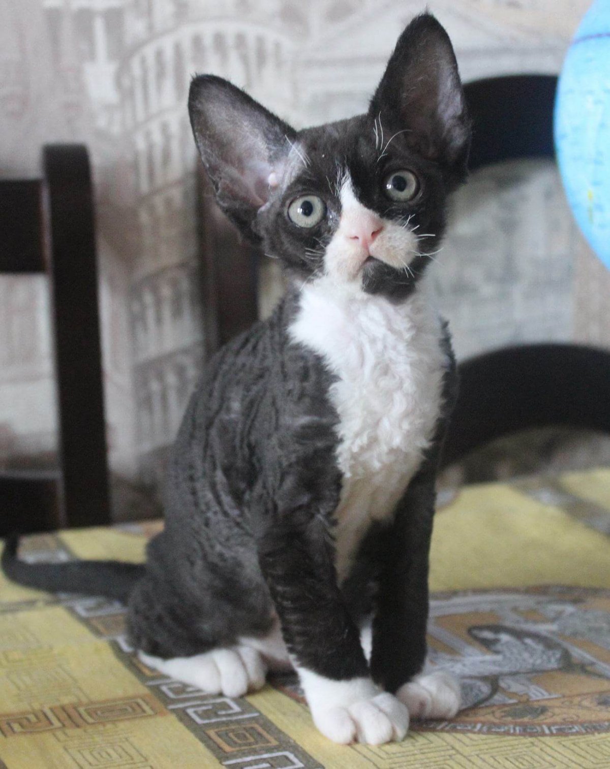 Голубая черепаха Девон рекс