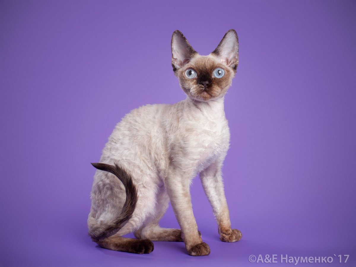 Девон рекс кошка