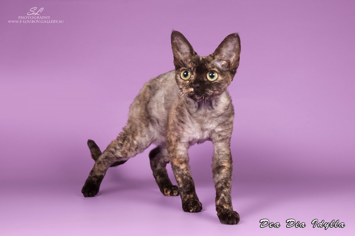 Астерикс Девон рекс 2011