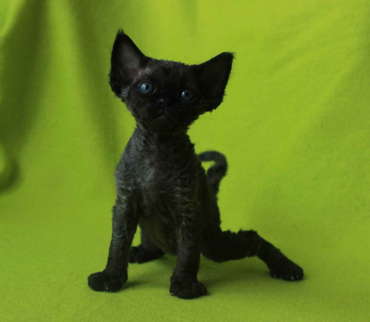 Коты Девон рекс