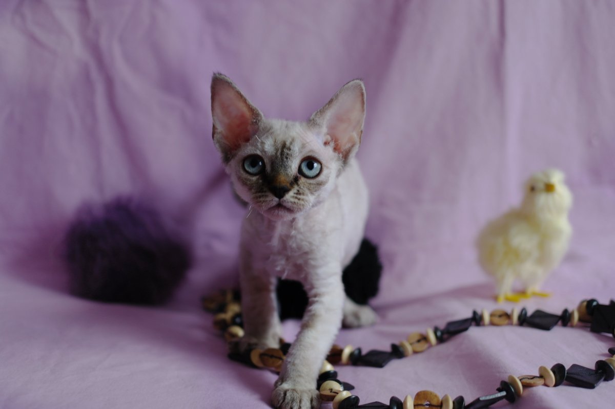 Девон рекс черный минк