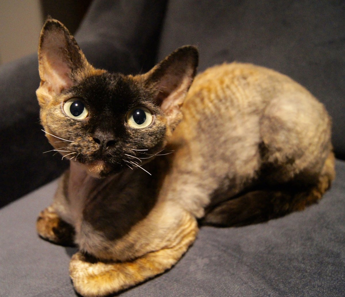 Голландский рекс кошка