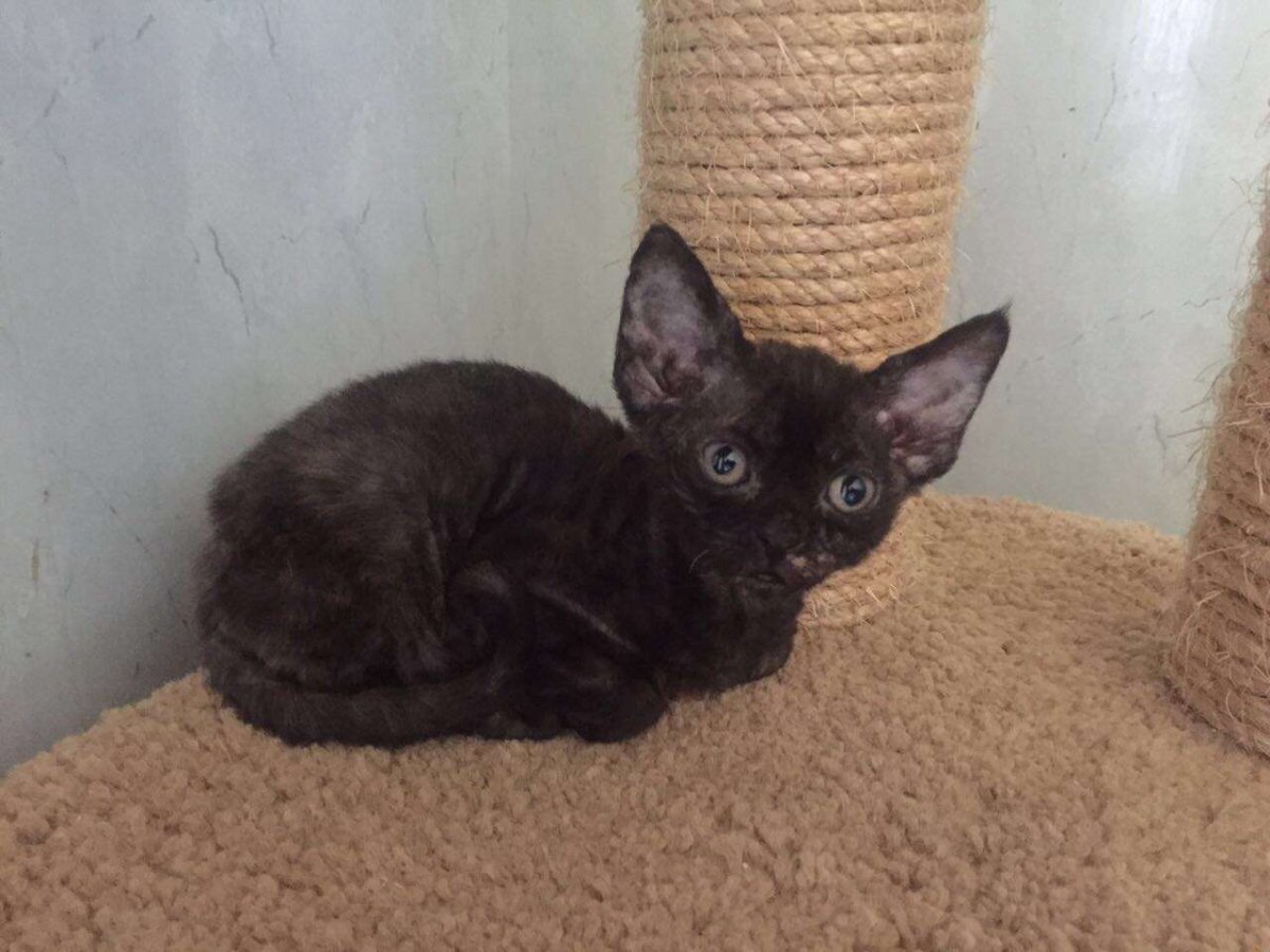 Девон рекс шоколадный биколор