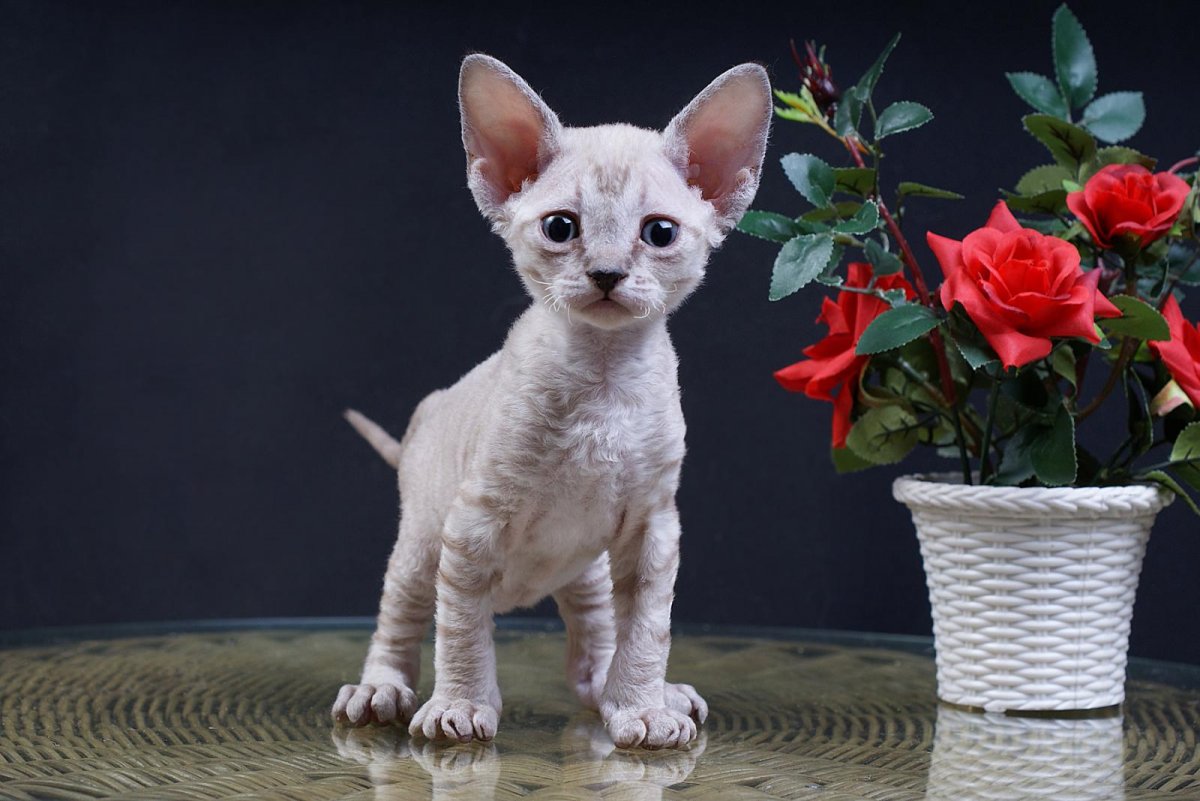 Девон рекс кот рыжий