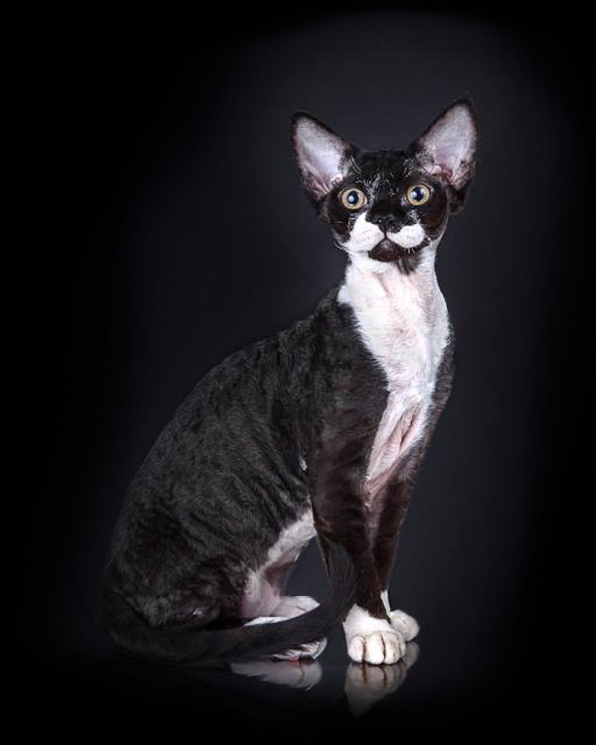 Девон рекс лысый