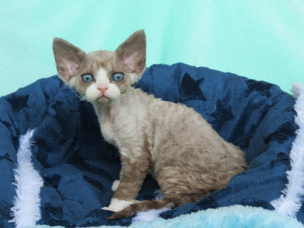 Девон рекс кот белый