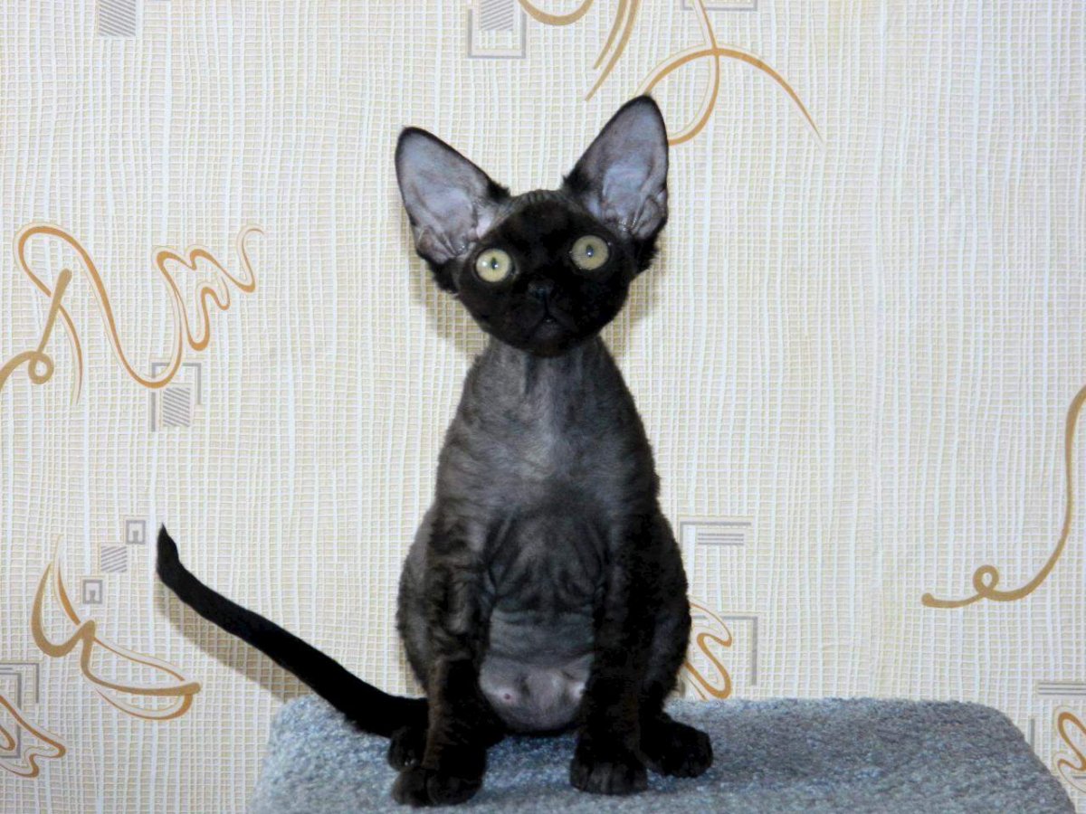 Котята породы Девон рекс