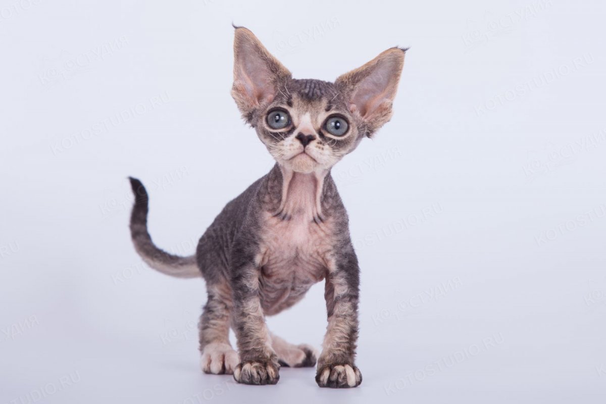 Девон рекс кошка