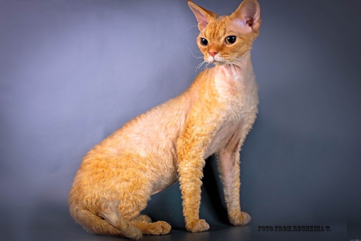 Котята породы Девон рекс
