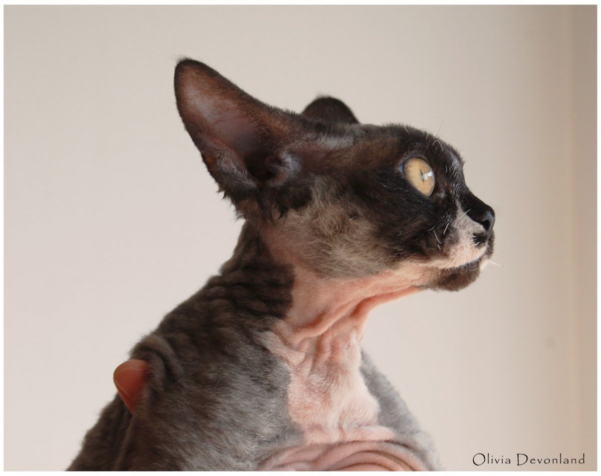 Девон рекс поинтового окраса