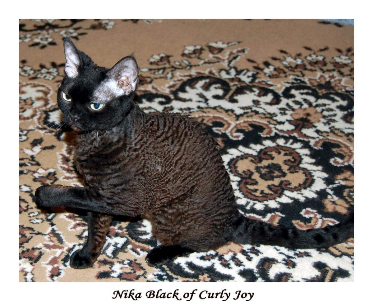 Девон рекс голубой