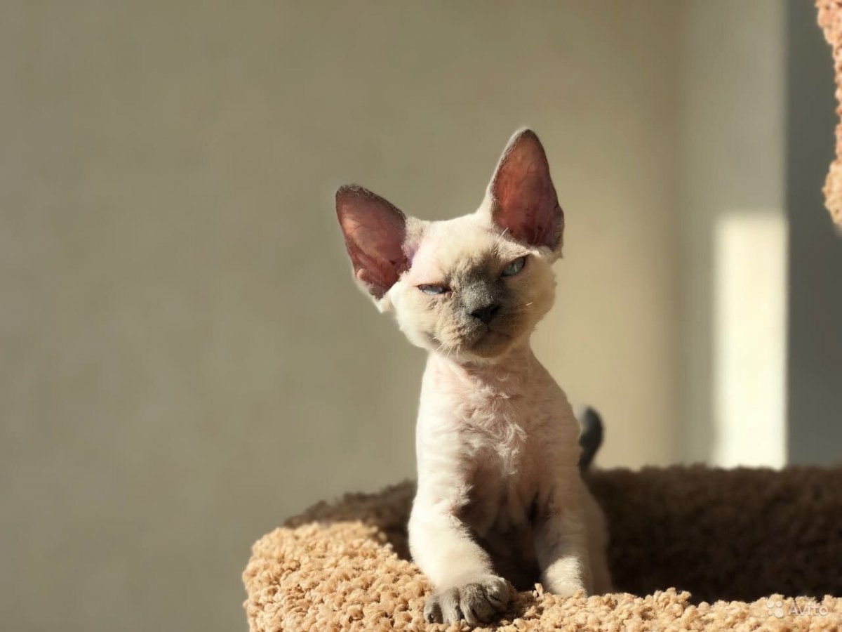 Девон рекс минк