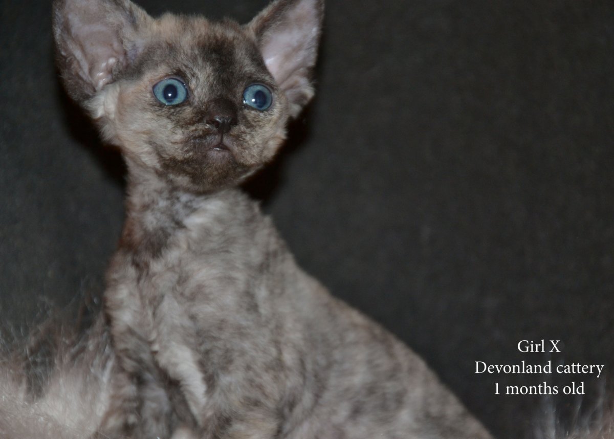 Девон рекс каракулевый
