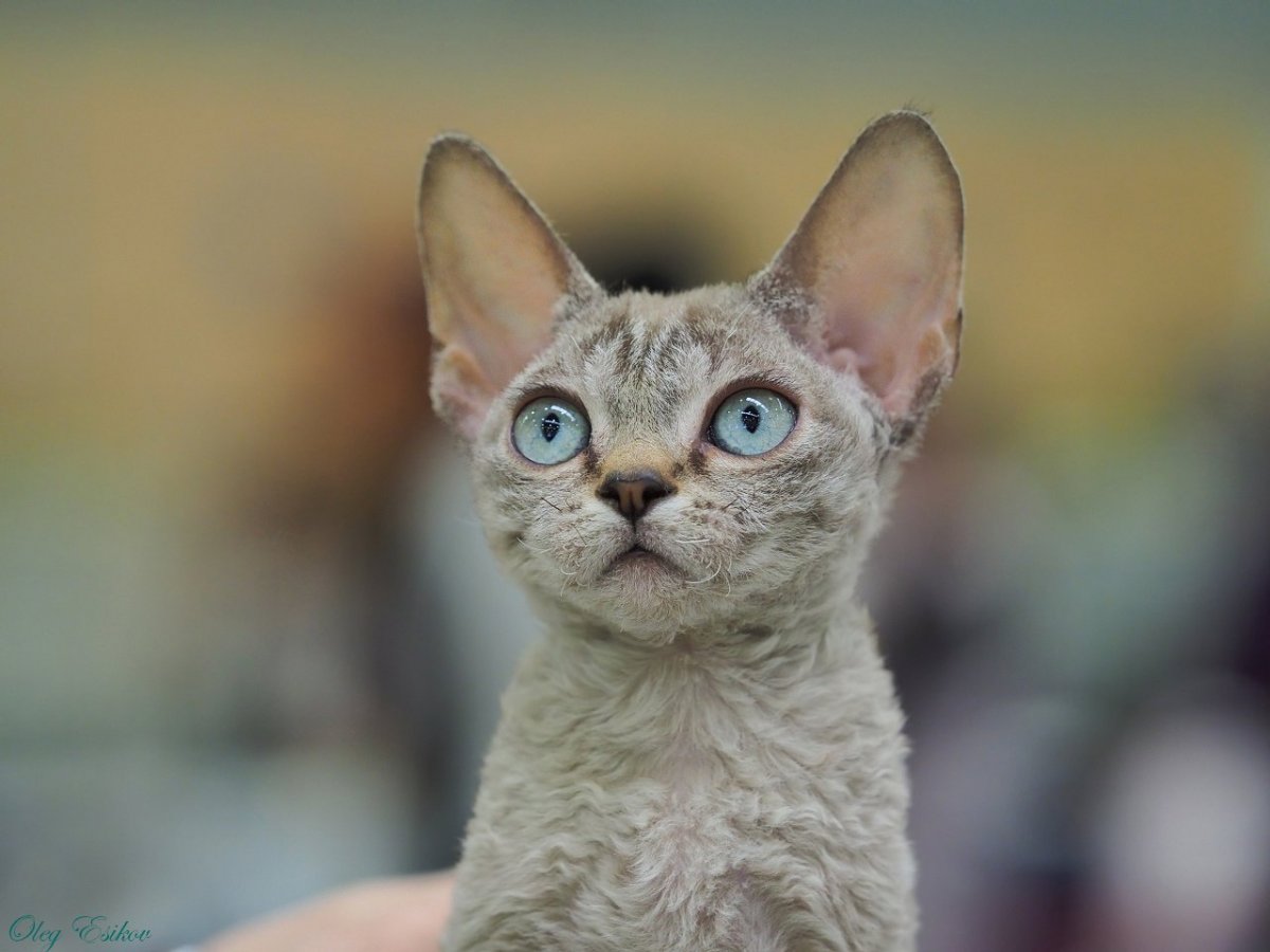 Девон рекс кошка