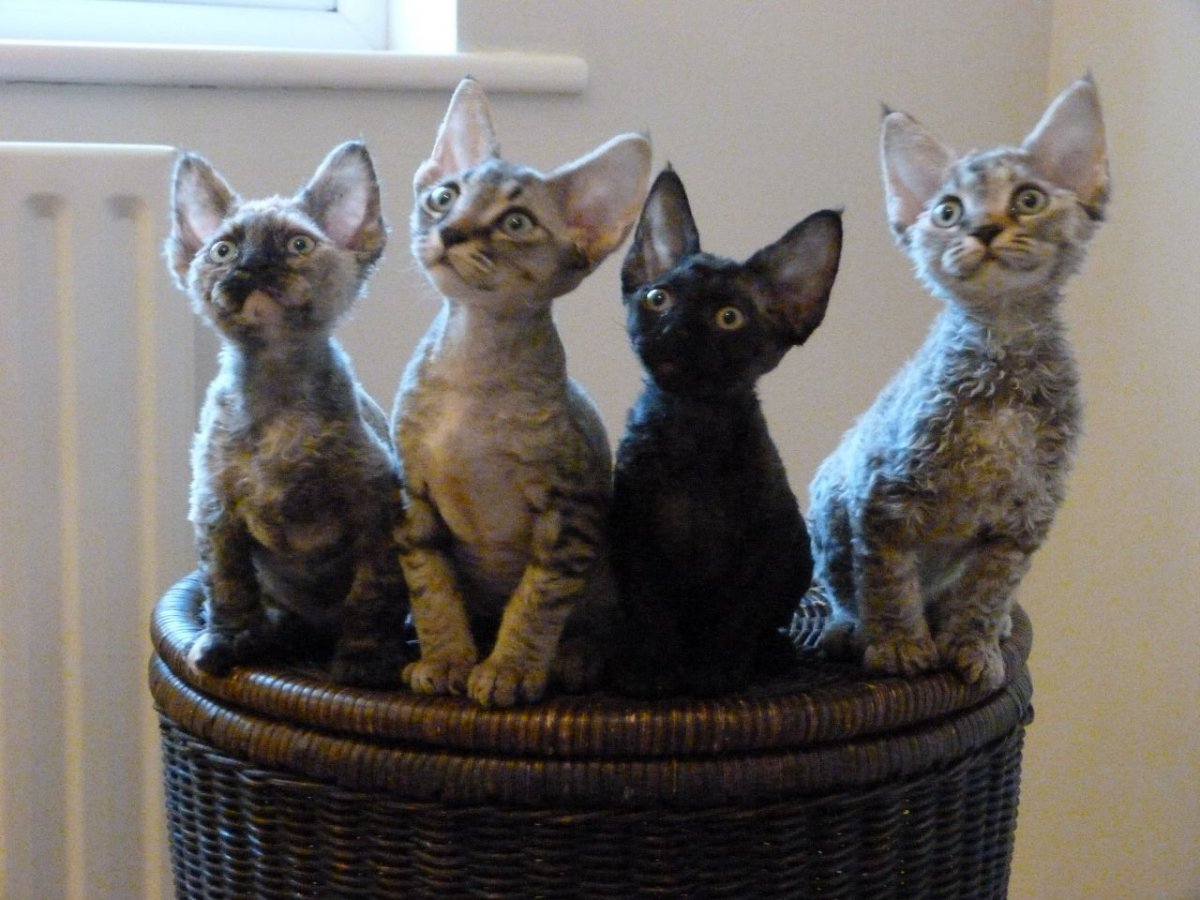 Девон рекс Пойнт