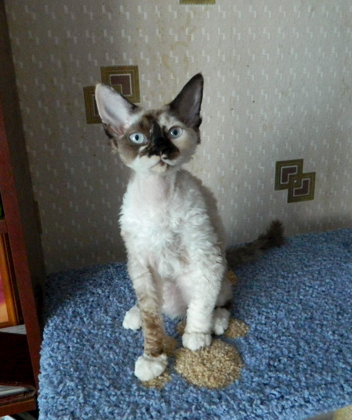 Старый Девон рекс