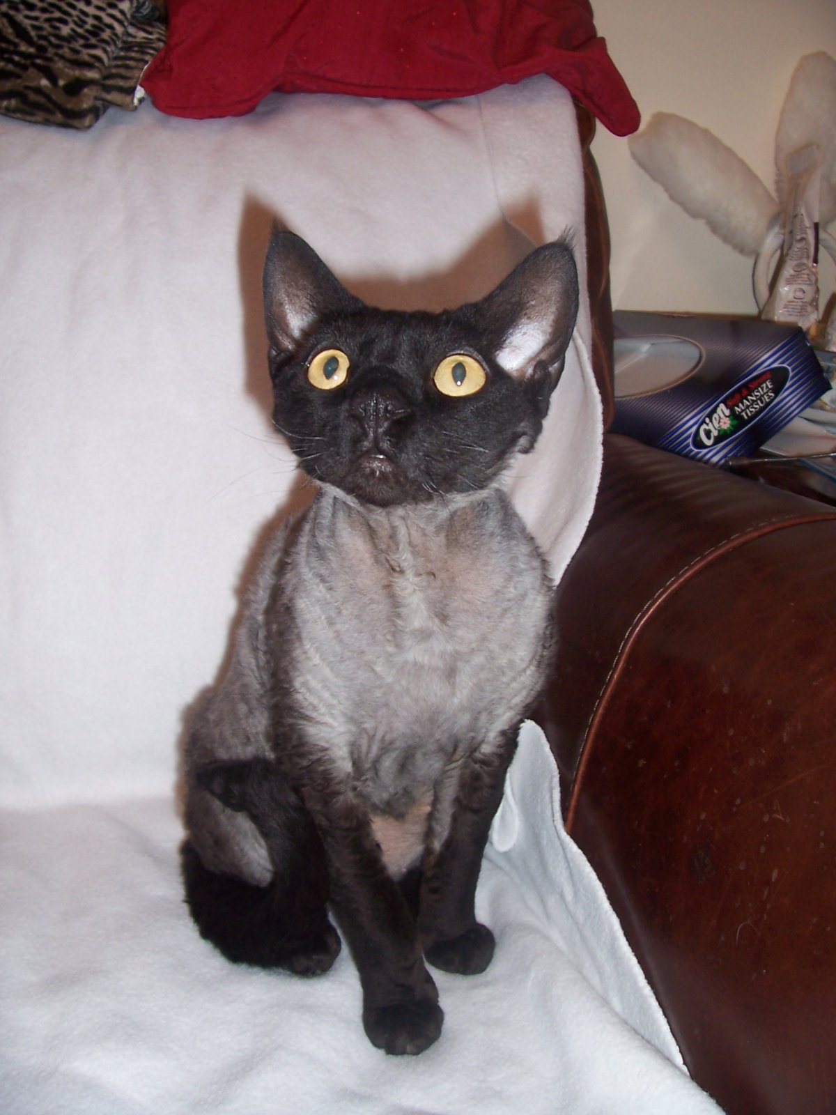 Старый Девон рекс