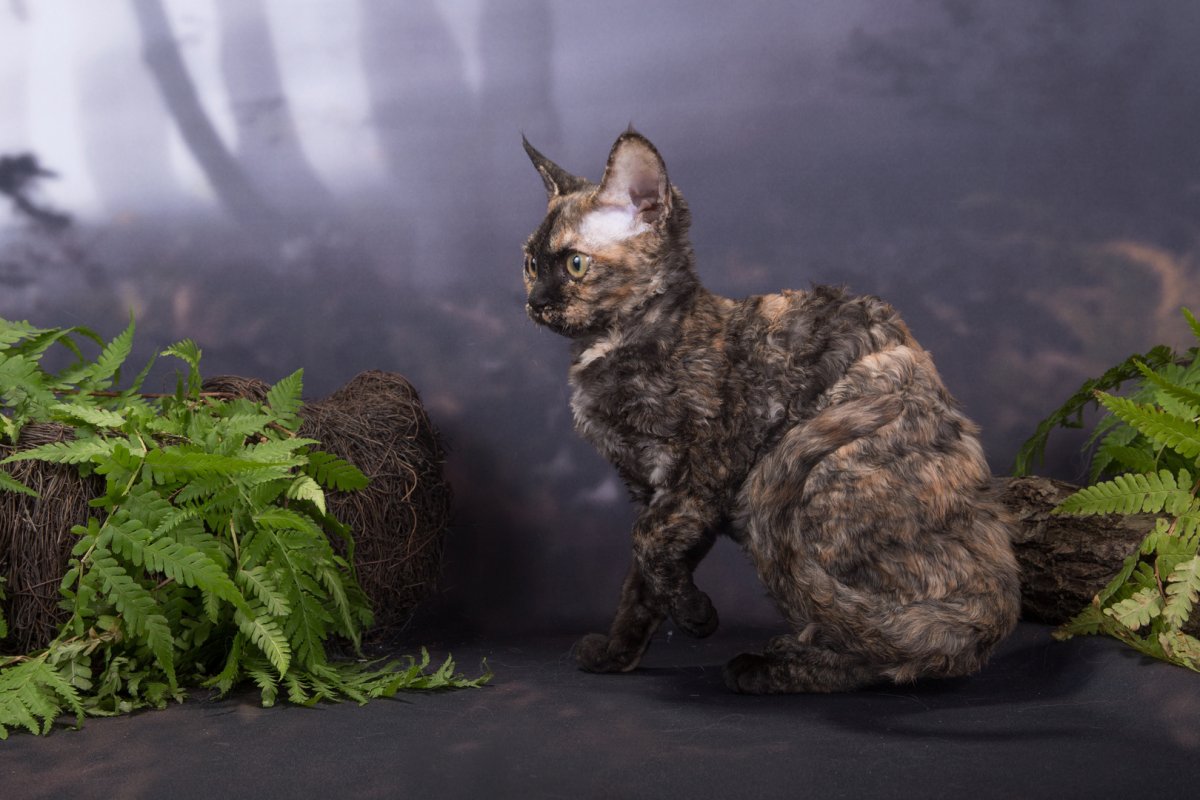 Девон рекс с разноцветными глазами