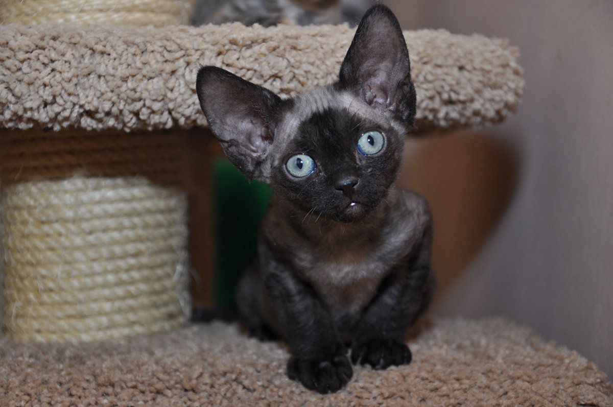 Девон рекс черный