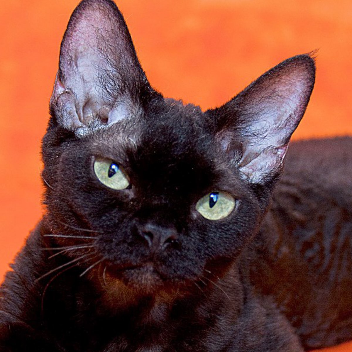 Корниш рекс