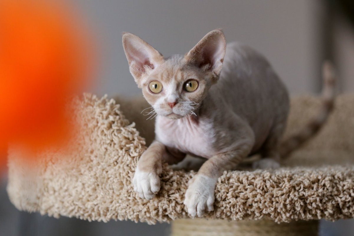 Девон рекс черный