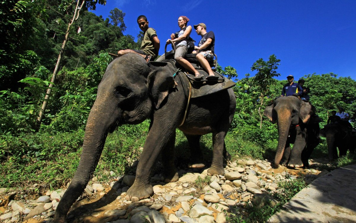 Флора и фауна Индонезии