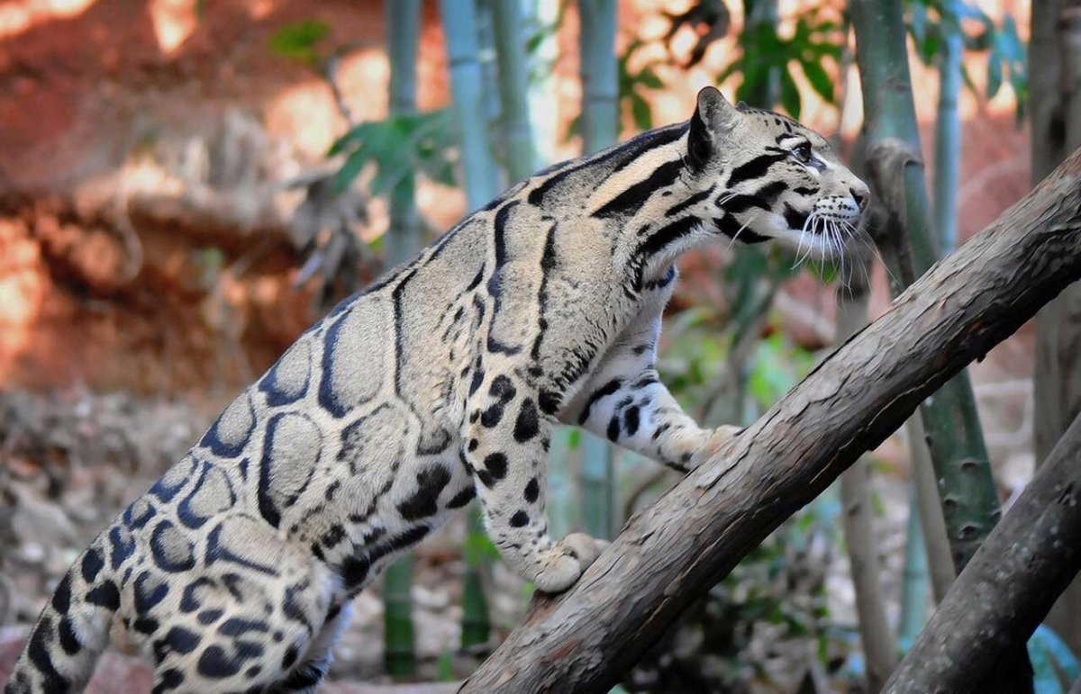 Борнео дымчатый леопард