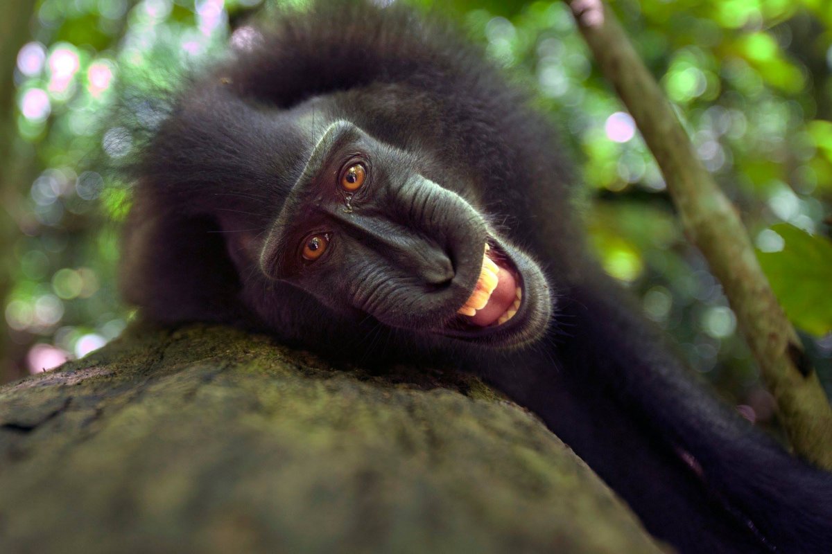 Сулавеси приматы