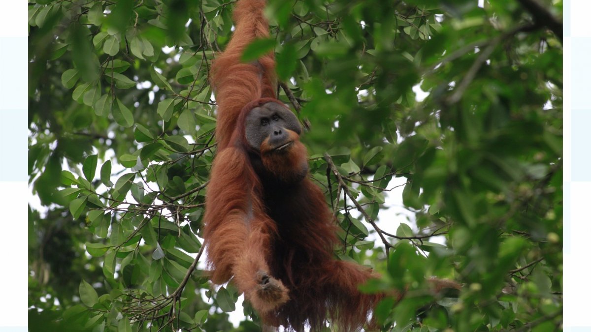 Тапанульский орангутан