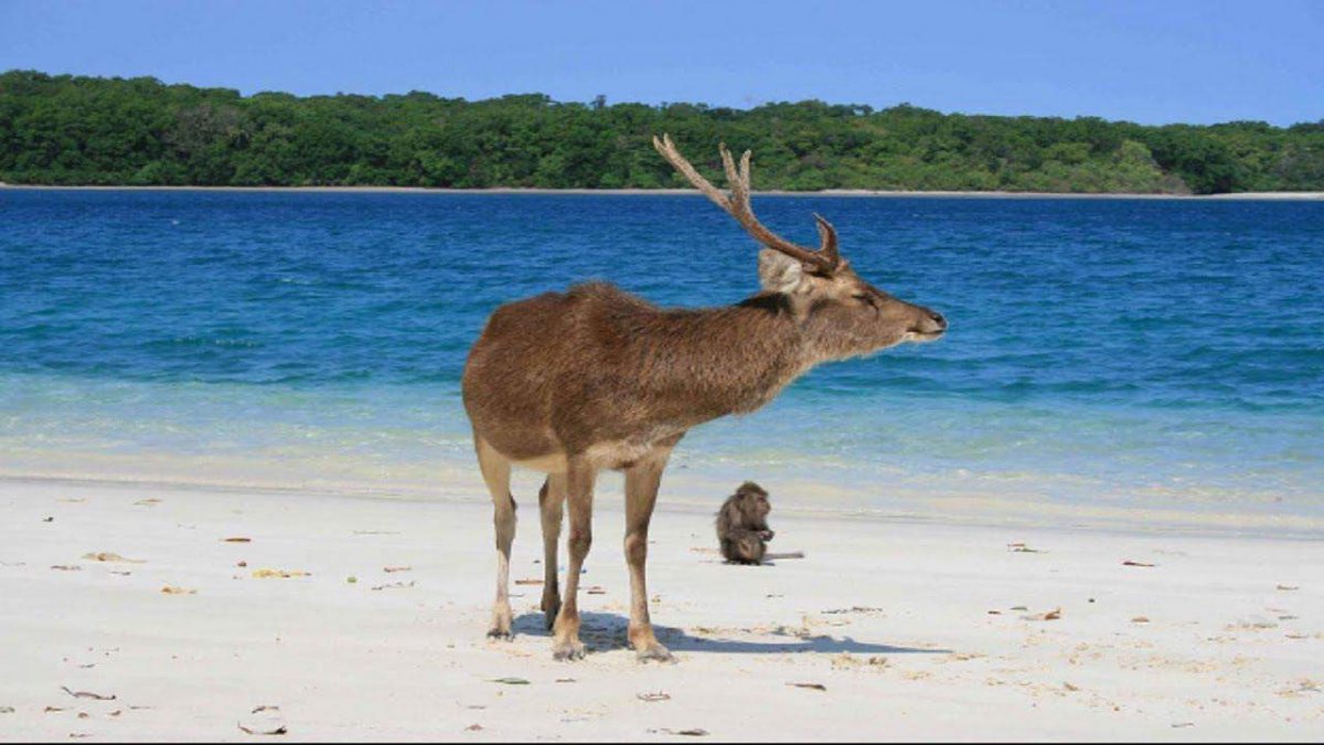 Национальный парк Уджунг-кулон