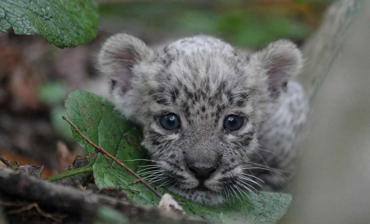 Переднеазиатский леопард с котятами