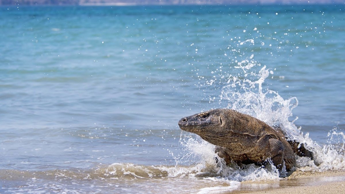 Комодский Варан плавает