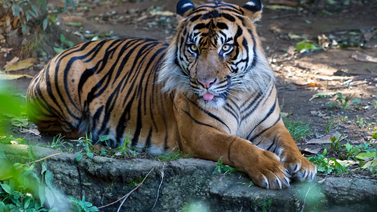 Суматранский Амурский бенгальский тигр