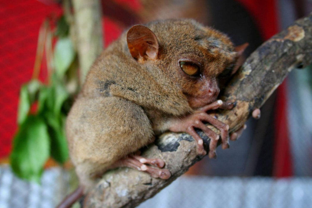 Карликовый долгопят