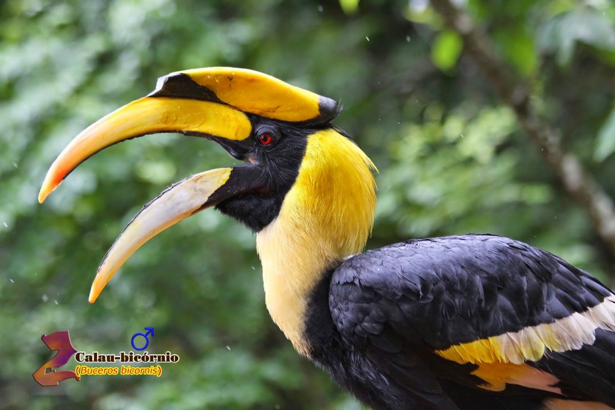 Двурогий калао